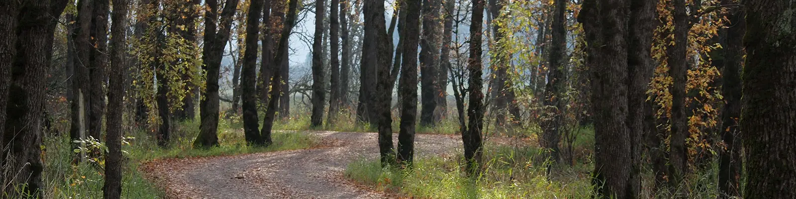 Autumn forest path introducing Amy Kosterlitz’s leadership and career coaching testimonials.